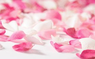 گلفروشی گلبرگ گل رز سفید صورتی