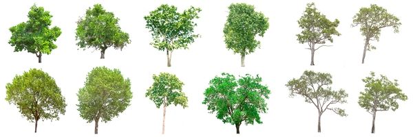درخت درختکاری درخت سرسبز