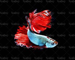 ماهی تزئینی ماهی اکواریومی