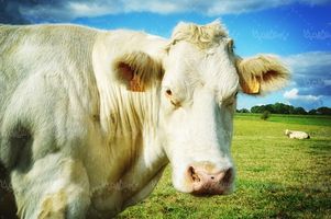 گاو گوشتی دامداری فرآورده های لبنی