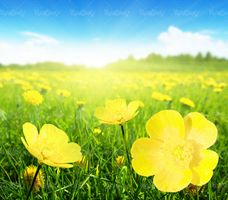 دشت گل زرد چشم انداز بهار منظره