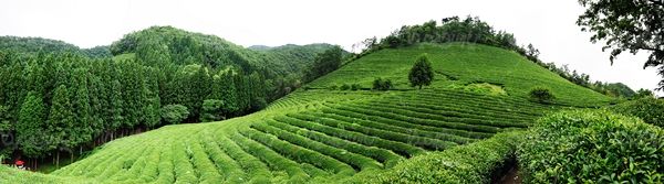 مزرعه چای منظره چشم انداز