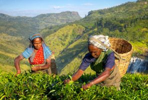 مزرعه چای منظره چشم انداز