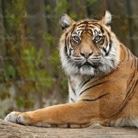 پلنگ ببر tiger حیوان وحشی باغ وحش