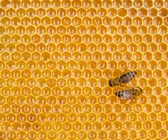 شانه عسل جعبه عسل زنبور عسل