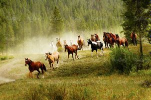 اسب وحشی پرورش اسب منظره چشم انداز تابستان