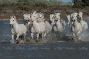 اسب های وحشی رودخانه اسب سفید منظره چشم انداز