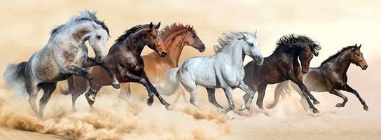 بیابان شنزار دویدن اسب ها در شن پرورش اسب