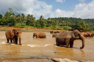 بهار منظره طبیعت چشم انداز فیل جنگل رودخانه