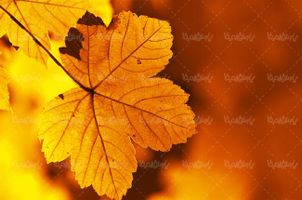 برگ پاییزی فصل پاییز برگ زرد منظره چشم انداز طبیعت