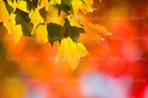 برگ پاییزی فصل پاییز برگ زرد منظره چشم انداز طبیعت1