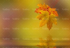 برگ زرد پاییزی منظره پاییزی آب چشم انداز پاییز