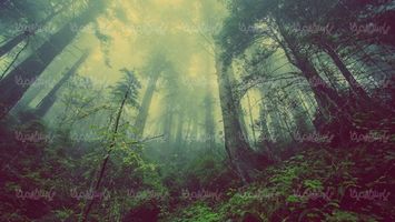 درختان بلند, جنگل, منظره ,چشم انداز, طبیعت, جنگل مه آلود,2