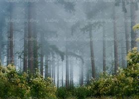درختان بلند, جنگل, منظره ,چشم انداز, طبیعت, جنگل مه آلود,6