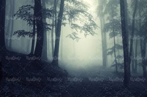 درختان بلند, جنگل, منظره ,چشم انداز, طبیعت, جنگل مه آلود,15