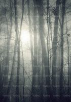 درختان بلند, جنگل, منظره ,چشم انداز, طبیعت, جنگل مه آلود,19