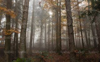 درختان بلند, جنگل, منظره ,چشم انداز, طبیعت, جنگل مه آلود,23