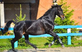 اسب سیاه اسب مشکی پرورش اسب اسطبل اسب