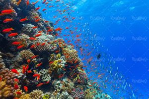 منظره زیر دریا چشم انداز کف دریا صخره های مرجانی طبیعت زیر دریا1