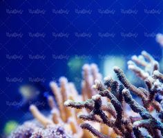 منظره زیر دریا چشم انداز کف دریا صخره های مرجانی طبیعت زیر دریا3
