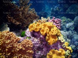 منظره زیر دریا چشم انداز کف دریا صخره های مرجانی طبیعت زیر دریا4