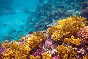 منظره زیر دریا چشم انداز کف دریا صخره های مرجانی طبیعت زیر دریا03