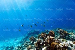 منظره زیر دریا چشم انداز کف دریا صخره های مرجانی طبیعت زیر دریا04
