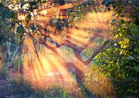 منظره بهاری درخت تلالو نور خورشید اشاععه نور خورشید
