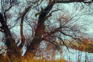 درخت خشک طبیعت پاییز دریاچه آب علف های خشک