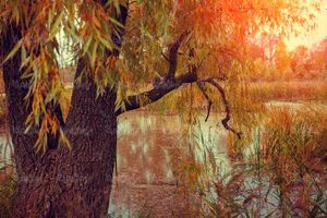 طبیعت پاییزی درخت پاییزی برگ زرد درختان رودخانه