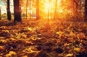 منظره پاییزی چشم انداز طبیعت پاییز برگریزان فصل پاییز40