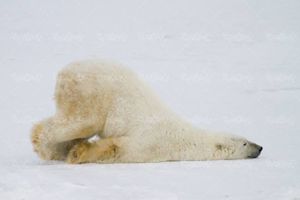 حیوان وحشی حیات وحش خرس قطبی
