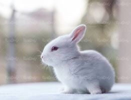 خرگوش سفید حیوان خانگی حیوان اهلی