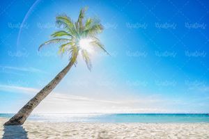 منظره دریا ساحل شن درخت نارگیل آسمان آبی خورشید