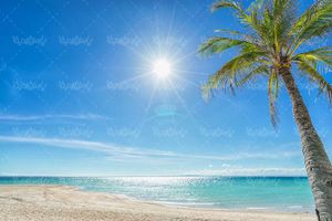 منظره دریا ساحل شن درخت نارگیل آسمان آبی خورشید1
