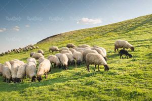 گوسفند چراگاه بهار منظره چشم انداز طبیعت