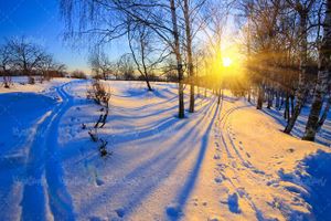 منظره برفی درخت تابش خورشید چشم انداز زمستانی