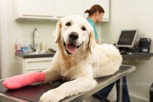 دام پزشکی سگ پای شکسته سگ حیوان اهلی