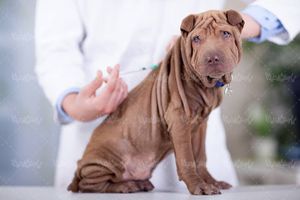 دام پزشکی دام پزشک سگ حیوان اهلی واکسن زدن سگ