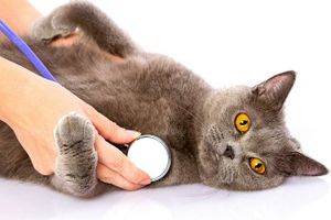 دام پزشکی دامپزشک گربه حیوان اهلی معاینه گربه