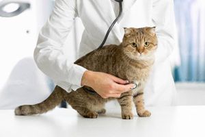 دام پزشکی دامپزشک گربه معاینه گربه حیوان خانگی