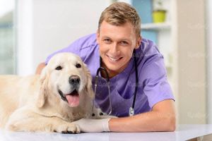 دام پزشکی دکتر دامپزشک سگ بیمار حیوان مریض2