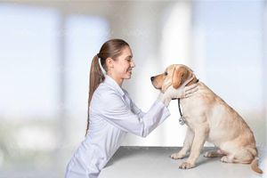 دام پزشکی دکتر دامپزشک معاینه سگ حیوان خانگی