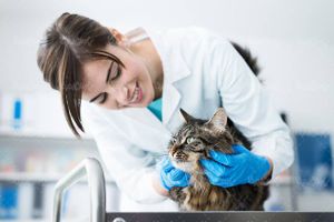 دام پزشکی دکتر دامپزشک معاینه گربه حیوان خانگی2