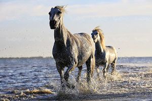 اسب سوار کاری اسب دوانی پرورش اسب
