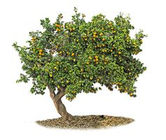 درخت درختکاری درخت میوه درخت پرتقال