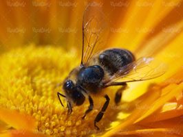 زنبور عسل شهد گلها جمع آوری شهد گلها