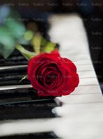 شاخه گل رز روز عشق ولنتاین پیانو