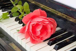 شاخه گل قرمز پیانو رز قرمز ولنتاین