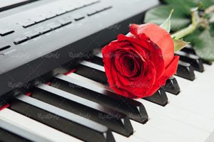 شاخه گل قرمز پیانو رز قرمز ولنتاین